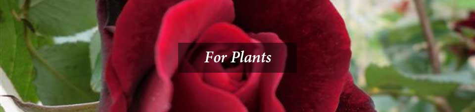 For Plants